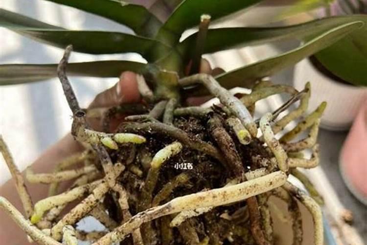 水稻苗叶子黄盘根不好长的有高有矮怎么回事