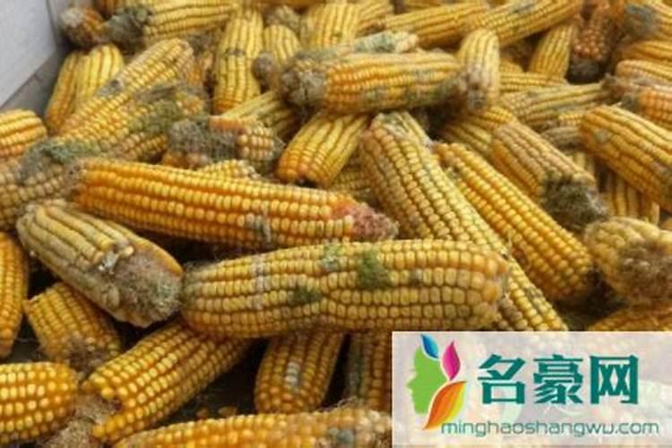 打玉米叶面肥用什么助剂好