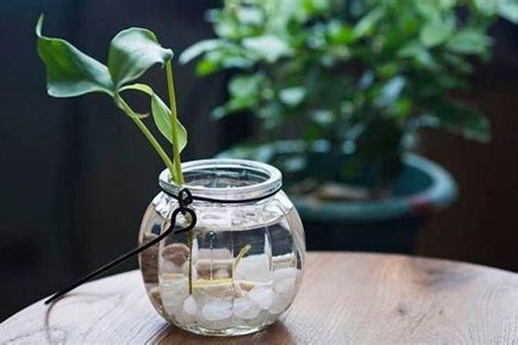 哪些经济作物适合用水溶肥？