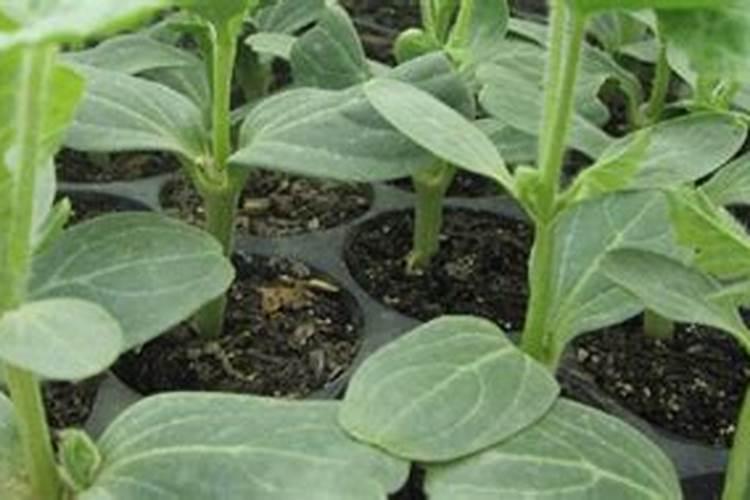 如何自制种菜的肥料