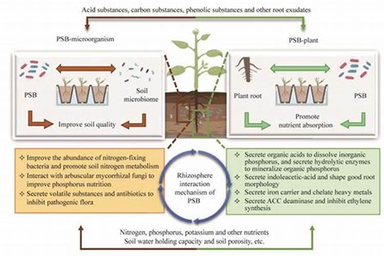 磷肥有哪些 各有什么作用