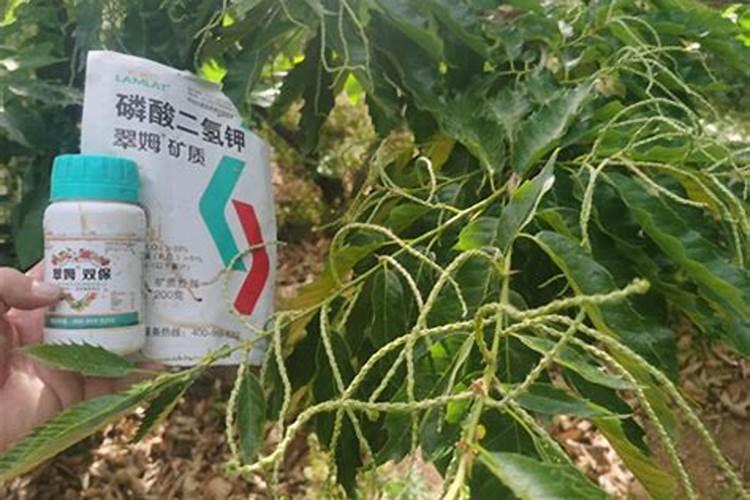 粟子喷叶面肥防倒伏吗有用吗