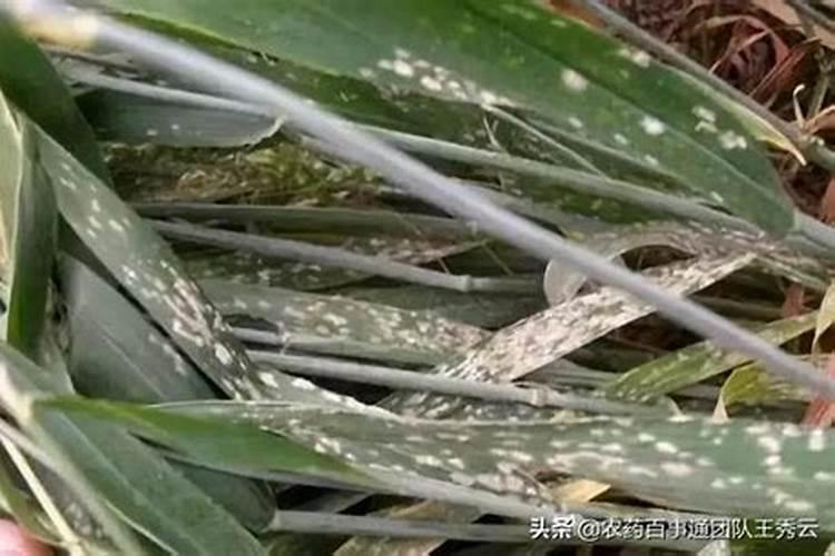 白粉病防治方法