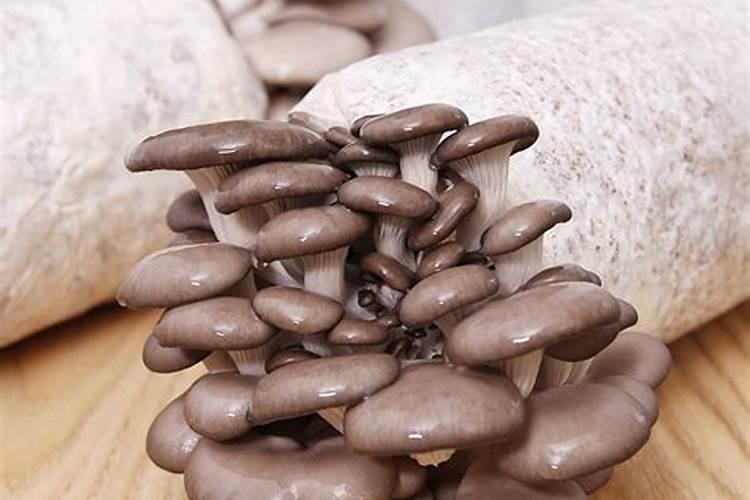 种平菇产量高的配方