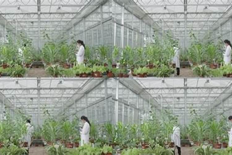 温室大棚蔬菜栽培采用滴灌施肥有什么优势？如何使用？