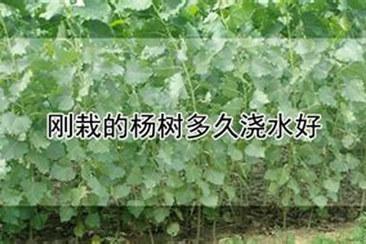 杨树什么时候施肥最好？