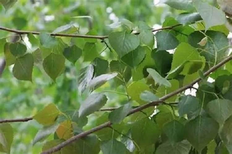 杨树怎样施肥 杨树施肥技巧