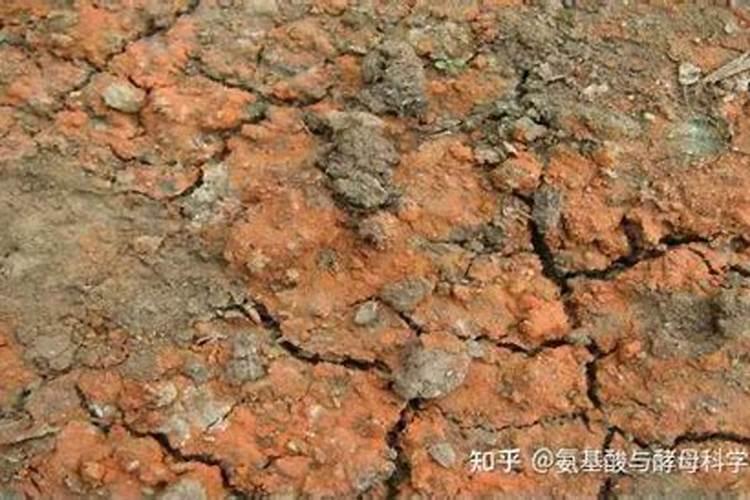 钾肥过多如何表现