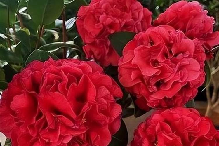 效果好的水溶肥是哪家