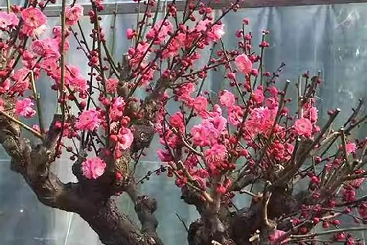 梅花施肥用哪种肥料,梅花施肥时间和方法