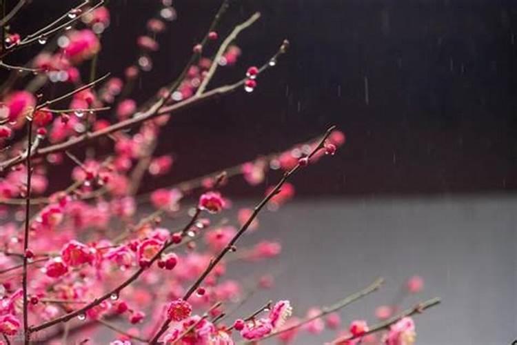 梅花施肥时间和方法