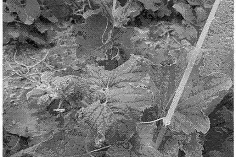 水溶肥和叶面肥什么关系？