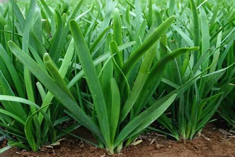 在种韭菜的时候,施什么肥能让韭菜长得黑亮并且粗壮呢？