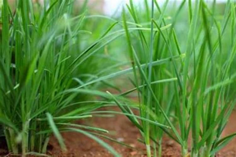 韭菜壮根偏方大全