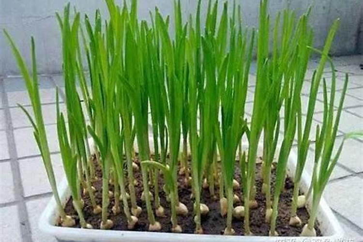 蒜苗和什么不能一起吃 蒜苗宜和什么一起吃