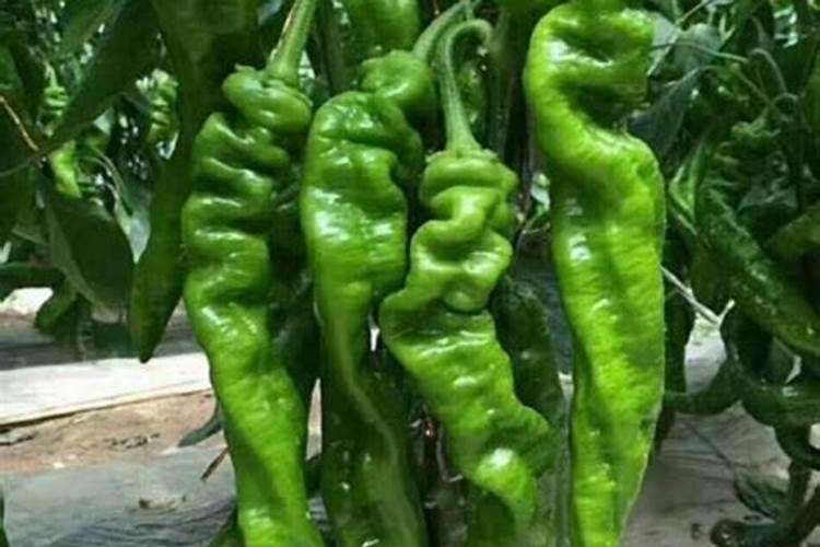 辣椒磷钾肥施用量