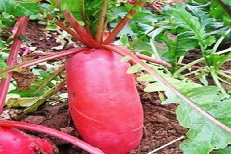 鲑鱼红是什么色