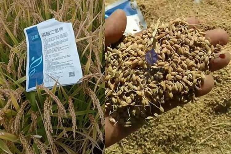 水稻破口期能用磷酸二氢钾喷施吗？