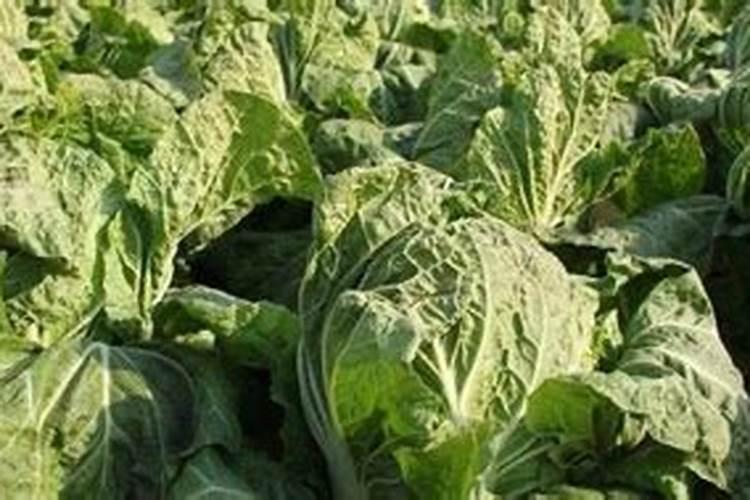 白菜上什么肥料长得又快又大,怎么施肥？怎么追肥