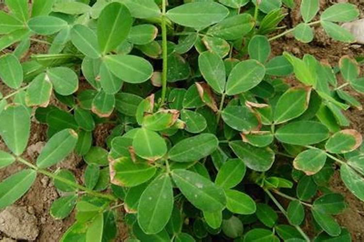 玉米打叶面肥用进口叶面肥用哪个国家的好