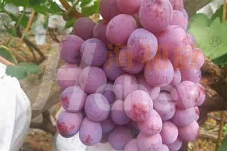 葡萄施肥最佳时间