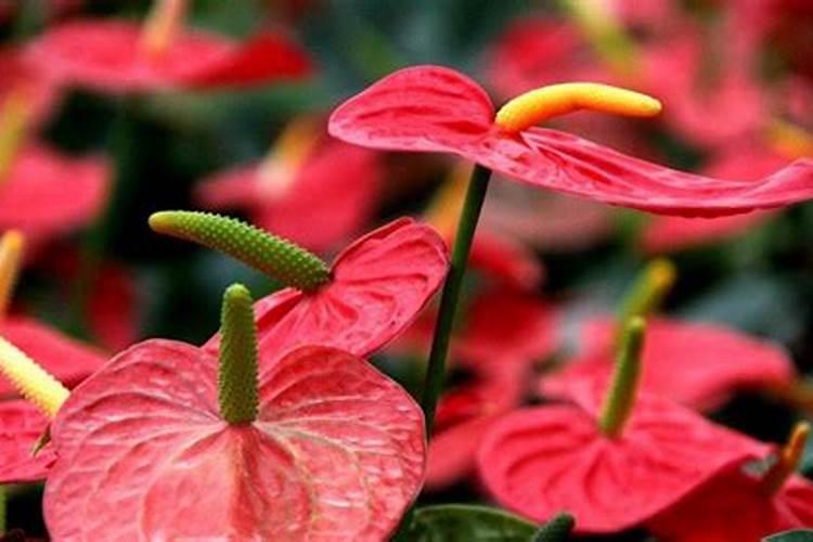 红掌花怎么养护和浇水