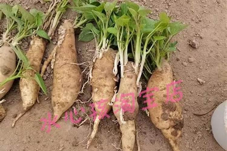 种红薯如何使用钾肥