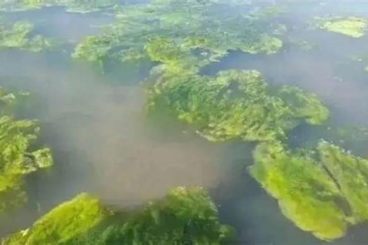 果农杀手锏:柑橘青苔的防治用药方案!