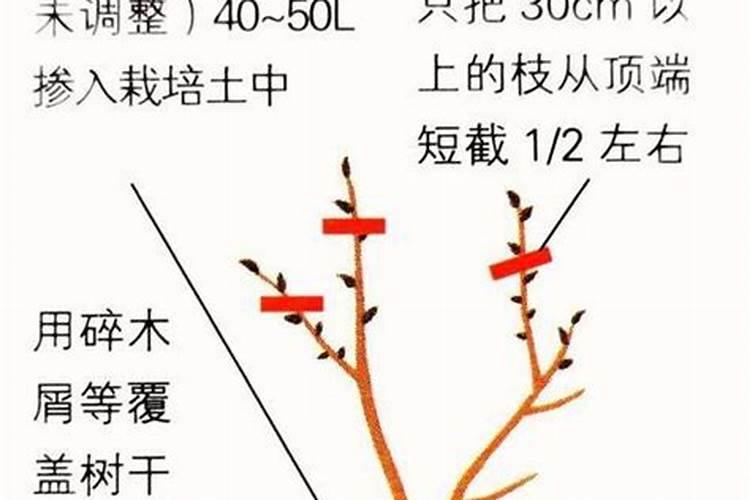 如何让三角梅快速生根