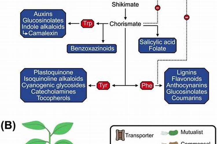 普通钙肥与氨基酸钙叶面肥效果差别大吗？