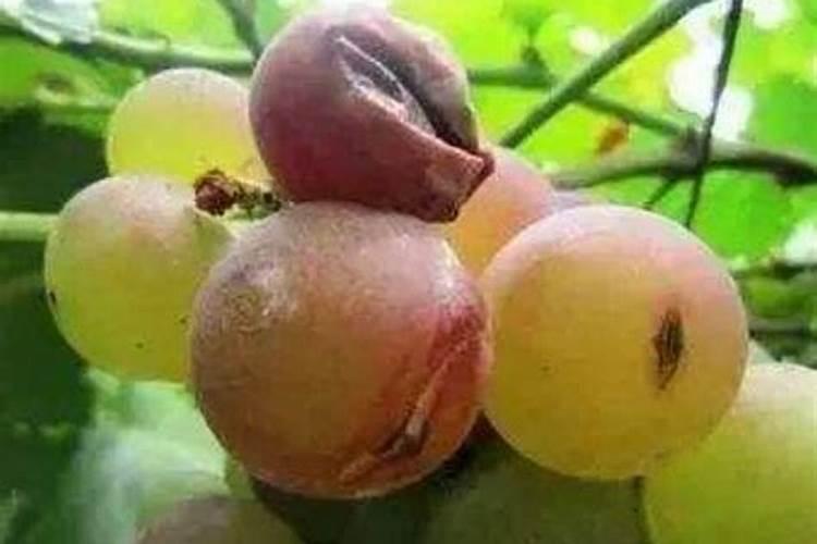 气柑果实在成熟中,果实裂缝,怎么办？