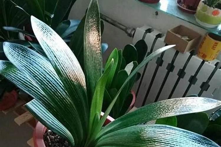 番茄怎么施肥才能高产