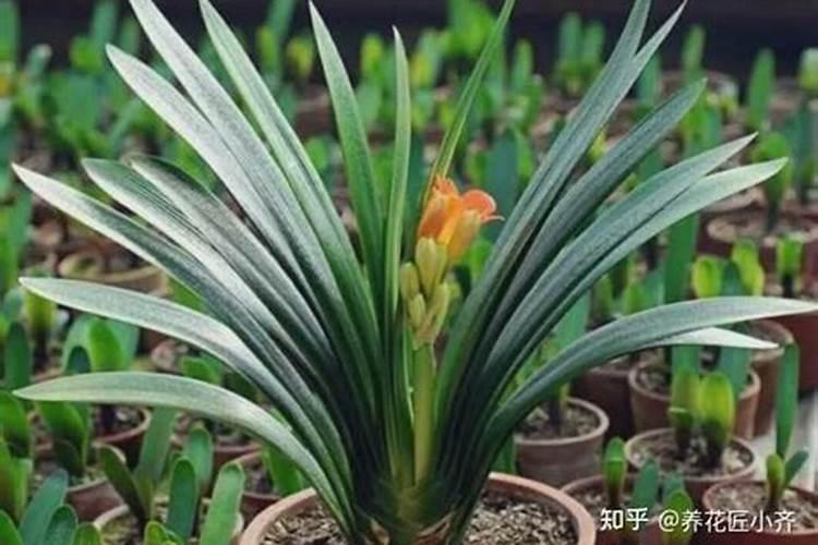 君子兰夹箭怎么办