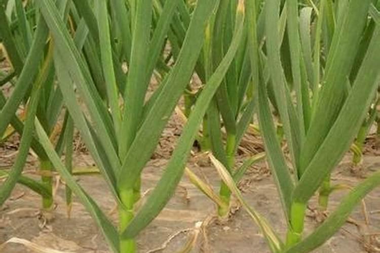 大蒜过冬的正确方法