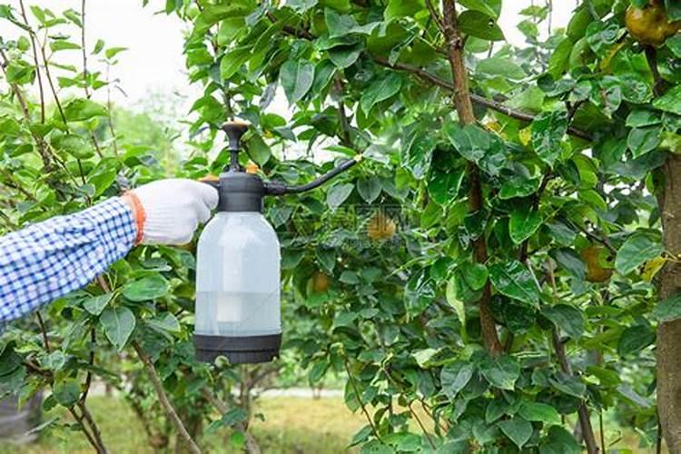 硼肥正确使用方法