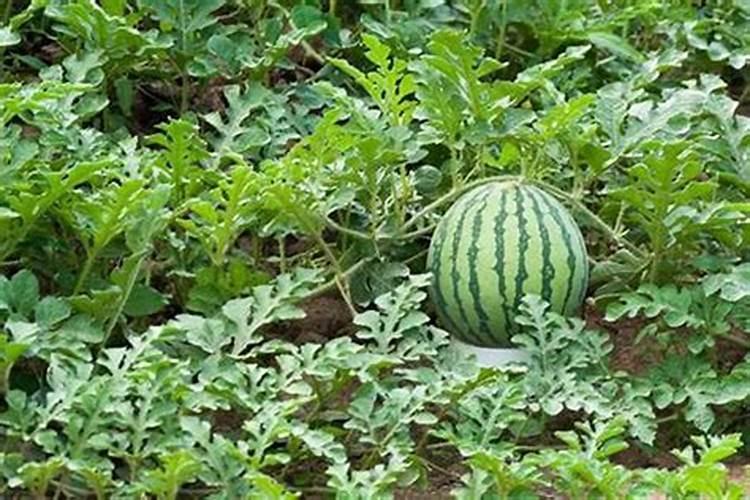 西瓜播种前可以用高锰酸钾消毒杀菌？