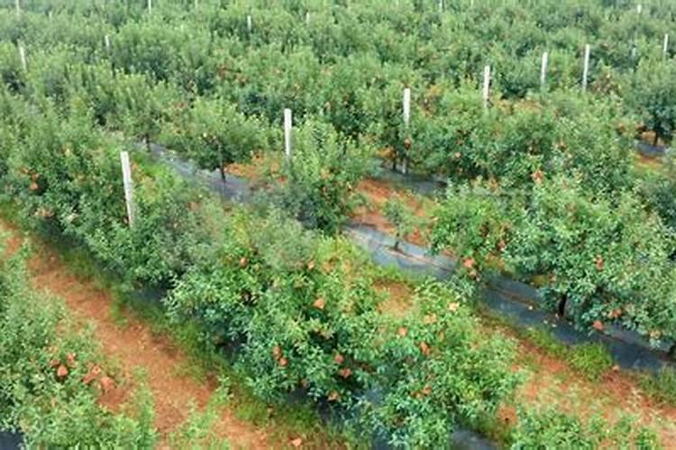 苹果果实膨大需要什么肥料？苹果一次冲施多少肥料？苹果叶面肥用...