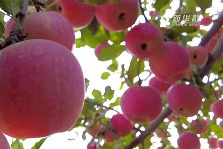 苹果树补钙的叶面肥有哪些