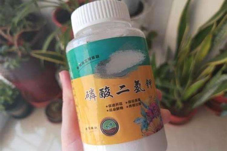 长寿花夏天怎么养施什么肥