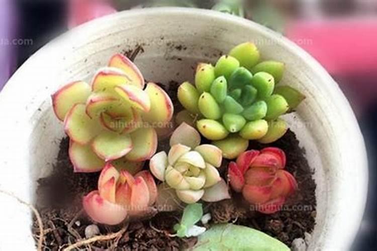 发酵水果皮属于氮肥吗