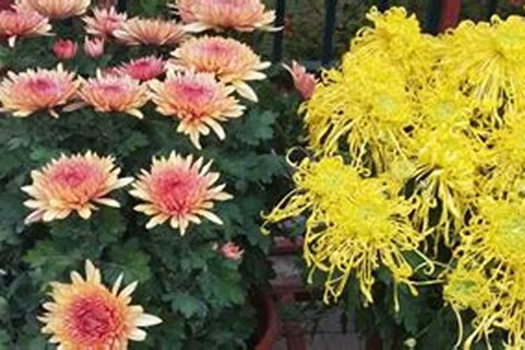 矮壮素的使用浓度