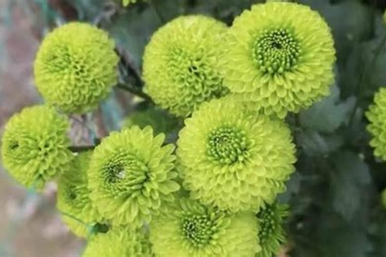 矮壮素怎么用是最好