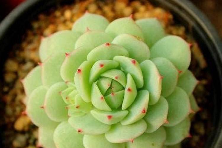 新手不会养多肉,记住哪几个养护要点,一个劲的长,又肥又漂亮？