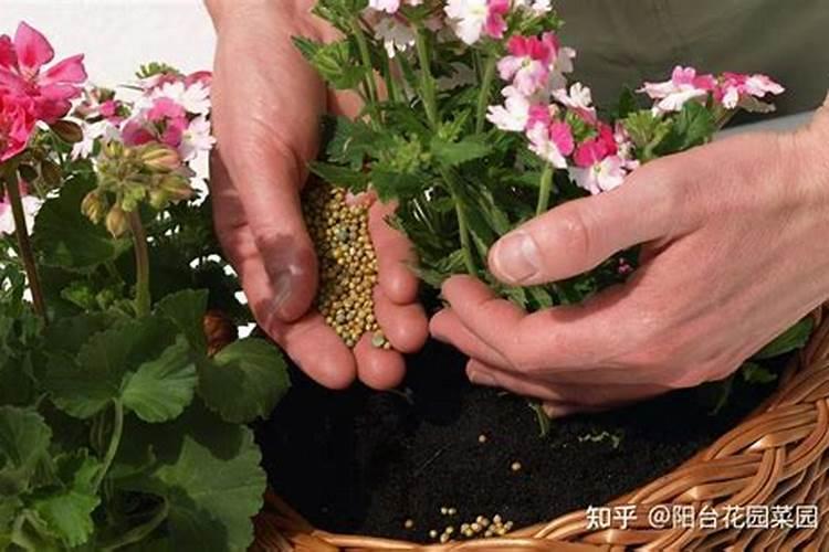 夏天花可以施肥吗