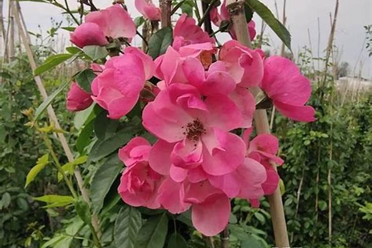 秋天如何给月季施豆粕肥料？