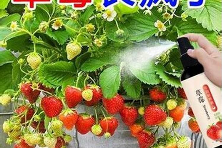 盆栽草莓需要肥吗附施肥方法