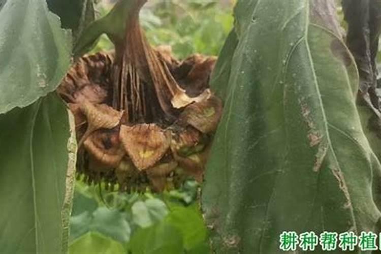 向日葵是什么颜色的