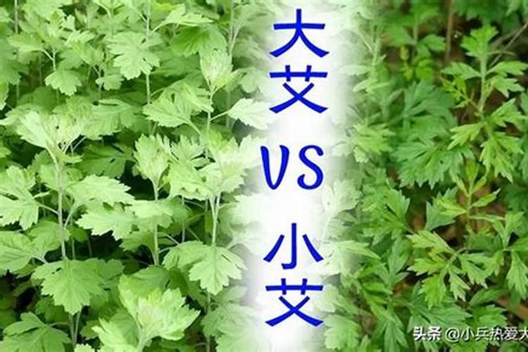 栽西红柿用什么肥料最好,掌握选肥技巧,番茄又大又红