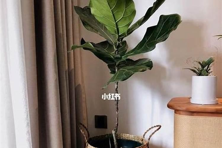 种植琴叶榕要注意什么？