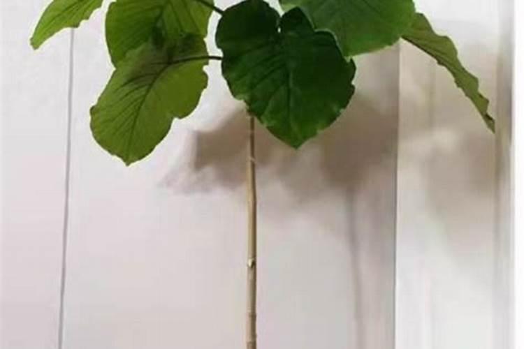 如何让琴叶榕主干变粗